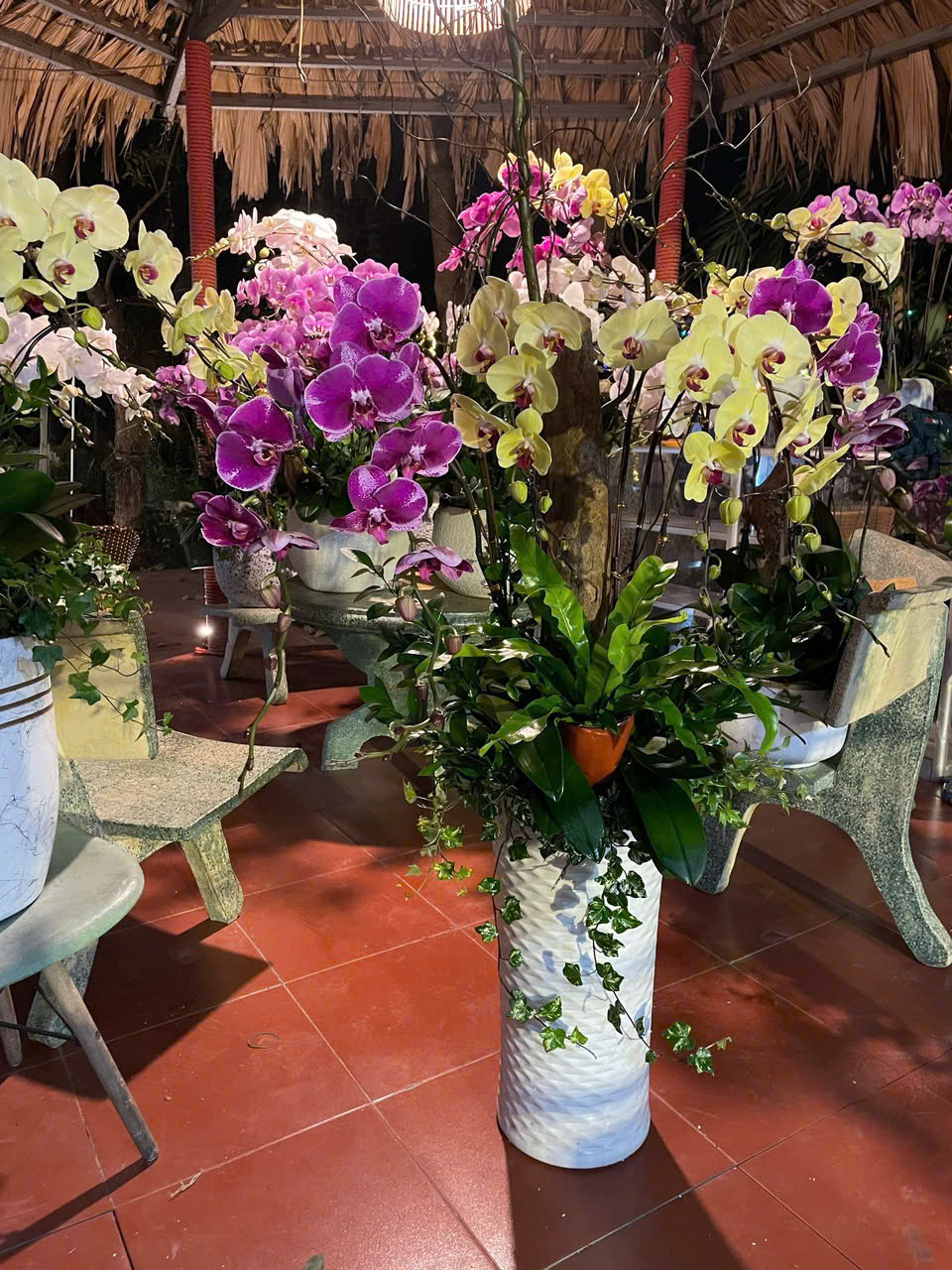 CHẬU LAN HỒ ĐIỆP PHONG THỦY